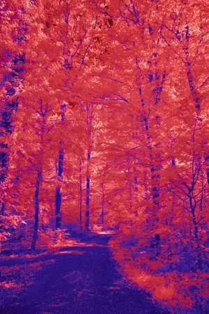 Infrared Forest Path