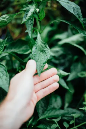 Hand Touching Green Leaf