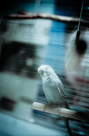 Budgerigar In A Cage