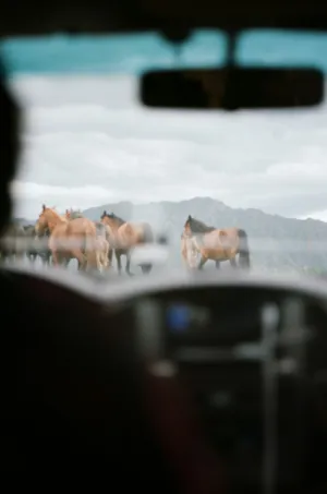 Horses In The Distance