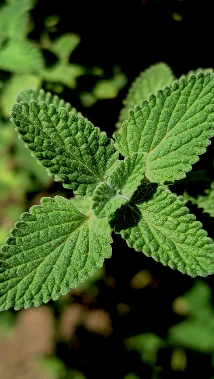 Green Leaf Close-Up