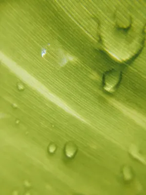 Green Leaf With Water Droplets