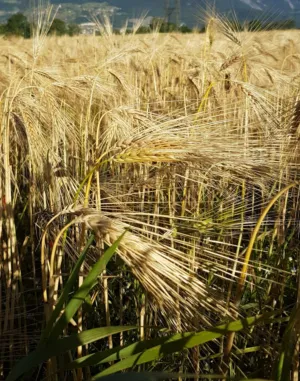 Golden Wheat Field