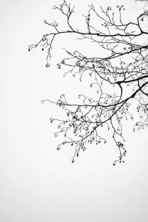 Silhouette Of Tree Branches