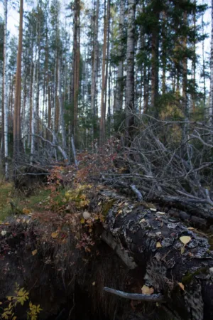 Fallen Tree In Forest