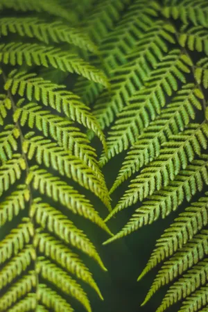 Fern Fronds