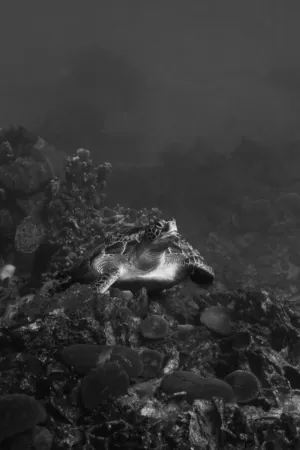 Underwater Turtle
