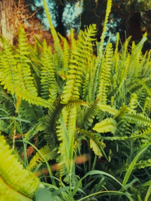 Green Ferns
