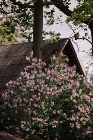 Flowering Bush
