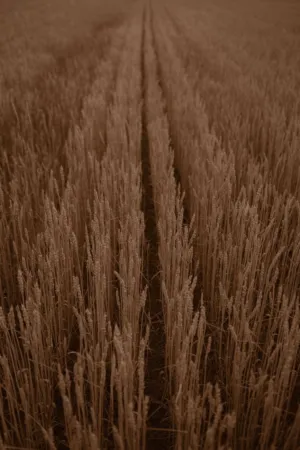 Golden Wheat Field