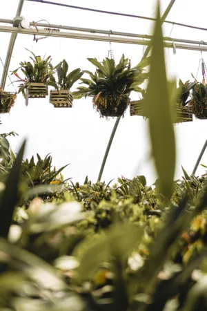 Hanging Plants In A Greenhouse