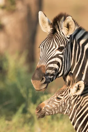 Zebra And Foal