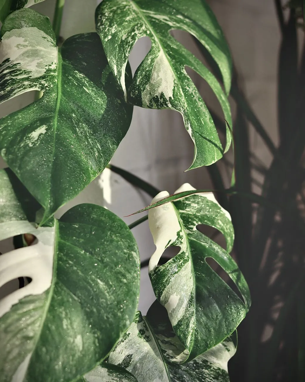 Monstera Deliciosa Plant