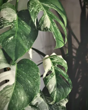 Monstera Deliciosa Plant