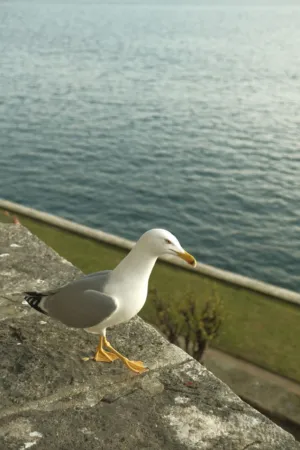 Seagull By The Sea