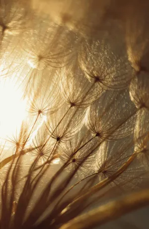 Sunlit Dandelions