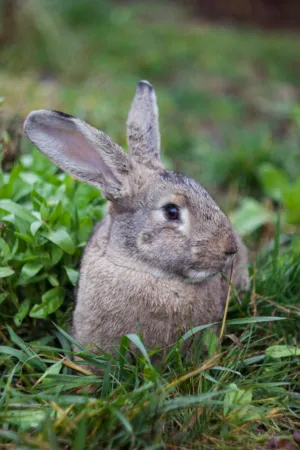 Gray Rabbit In Green Grass