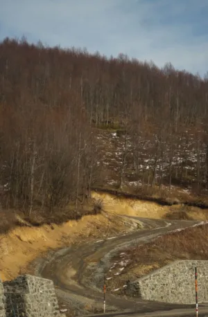 Winding Road In The Woods