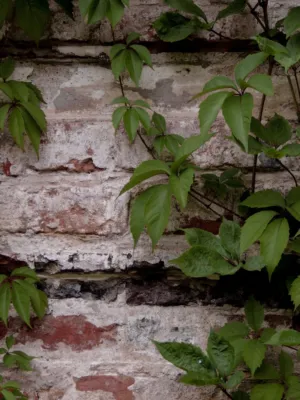 Green Leaves On Weathered Wall