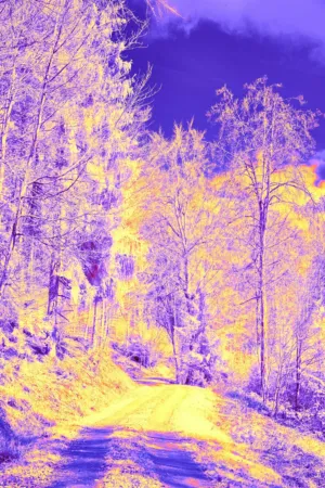 Infrared Forest Path