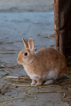 Cute Brown Rabbit