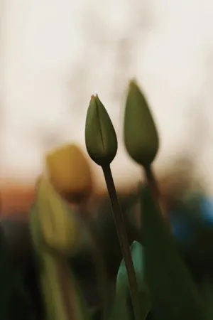 Bud Of A Flower