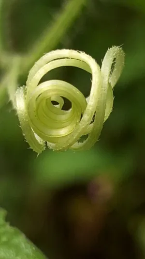 Spiral Plant Stem