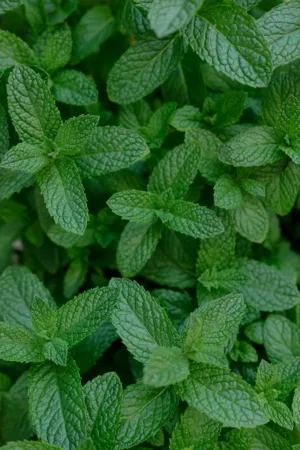 Mint Leaves