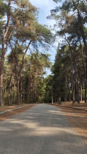 Forest Path