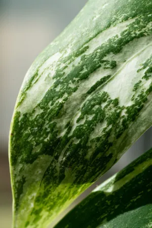Variegated Leaf Close-Up