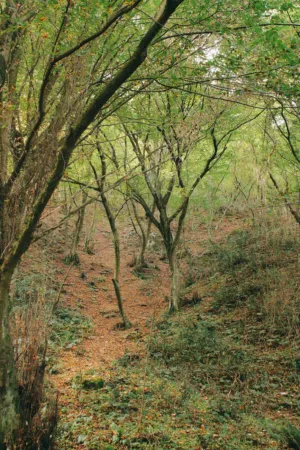 Forest Path