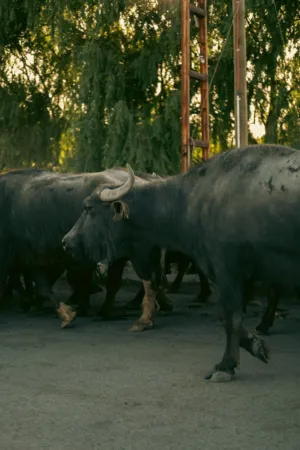 Water Buffaloes
