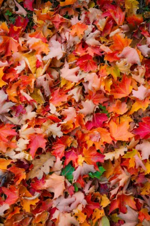 Autumn Leaves