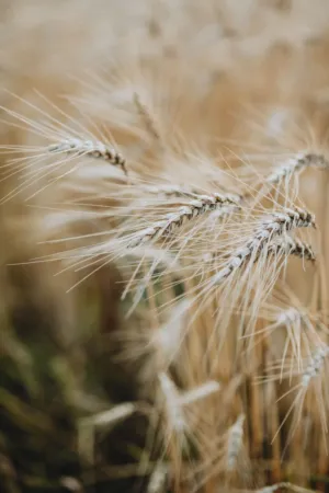 Golden Wheat Stalks