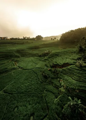 Green Terraced Fields