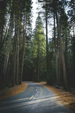 Forest Road