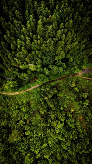 Forest Aerial View