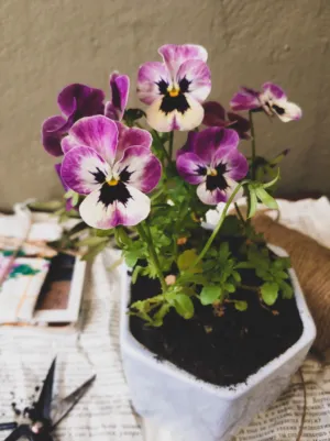 Potted Pansies