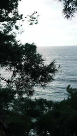 Ocean View Through Trees