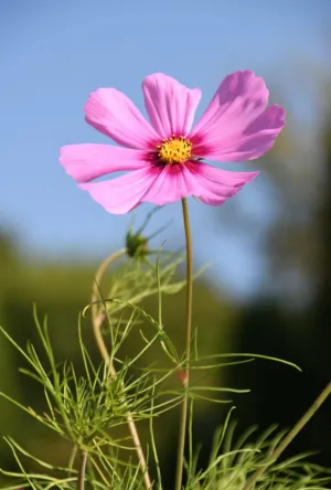 Pink Cosmos Flower