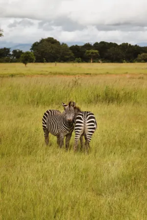 Zebras In The Grassland