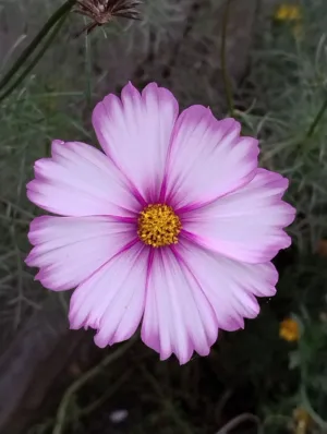 Purple Cosmos Flower