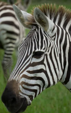 Zebra Portrait