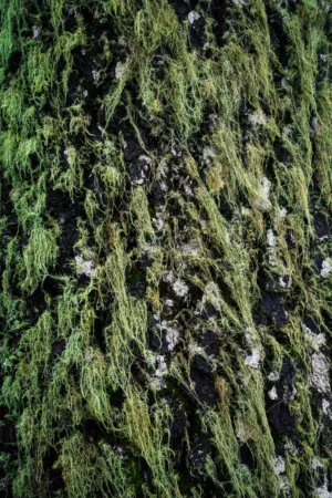 Mossy Tree Trunk
