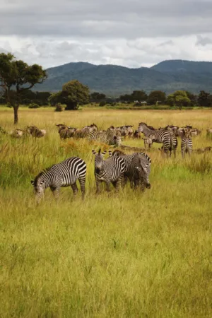 Zebras In The Savannah
