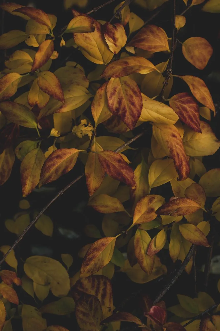 Autumn Leaves