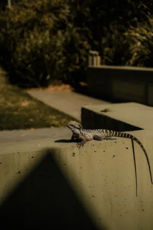 Lizard On A Wall