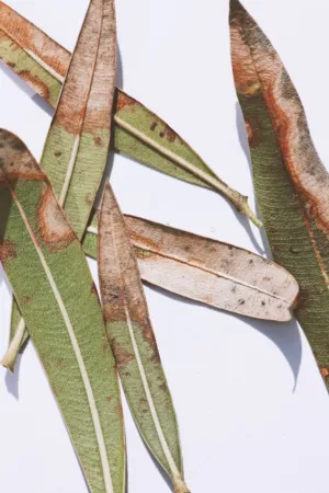 Dried Leaves