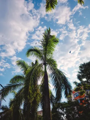 Palm Tree Against Sky