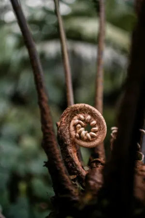 Fern Spiral